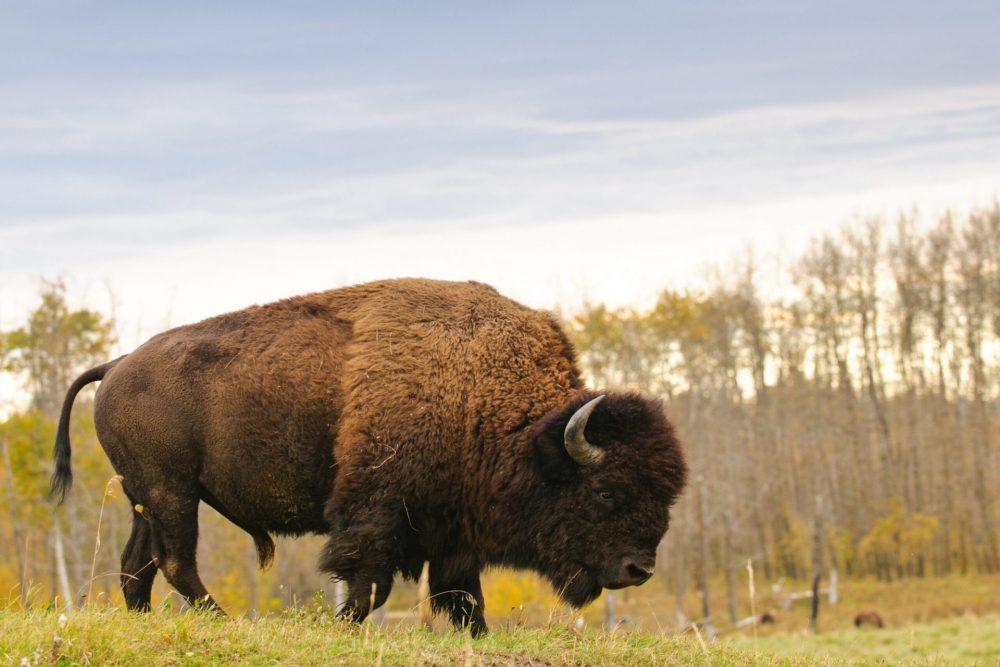 pemmican